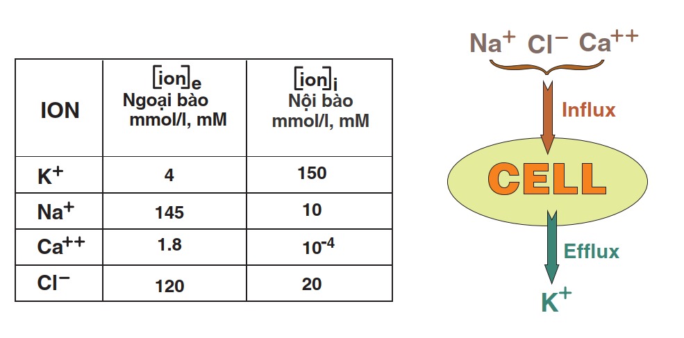 Nồng độ các ion nội bào và ngoại bào