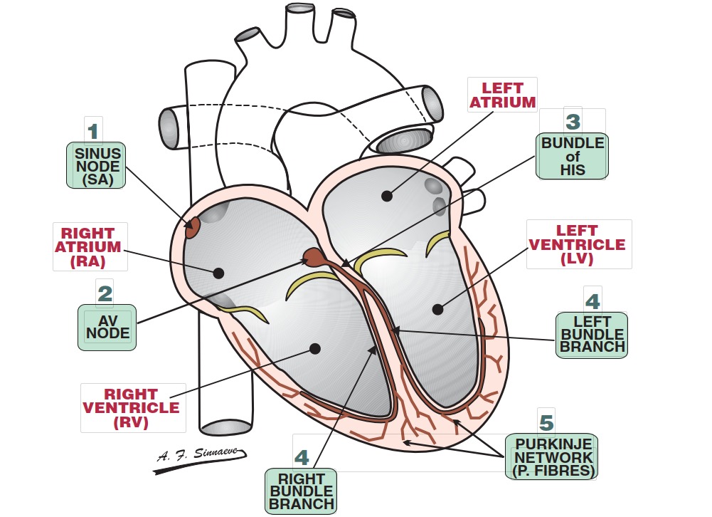Cấu trúc dẫn truyền của tim