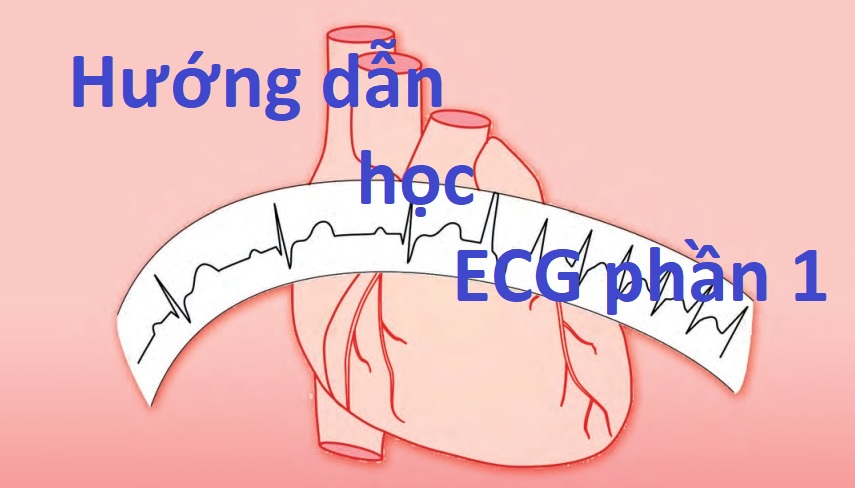ECG là gì, Tế bào cơ tim, Khử cực cơ tim | ECG Phần 1